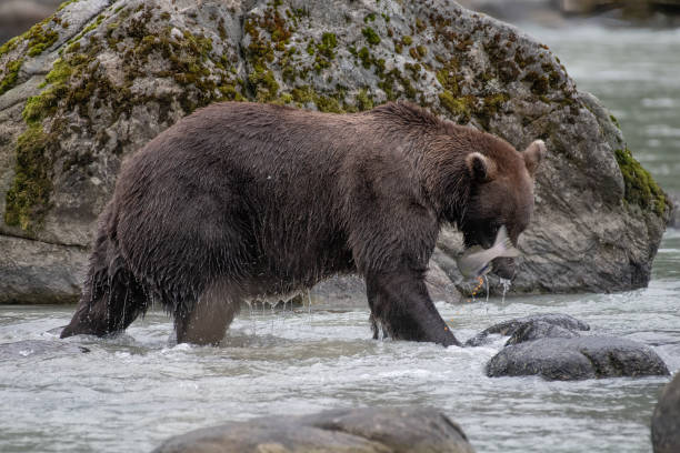 istock Salmon continues laying her eggs as she is becomes a snack for a brown bear 1384079431