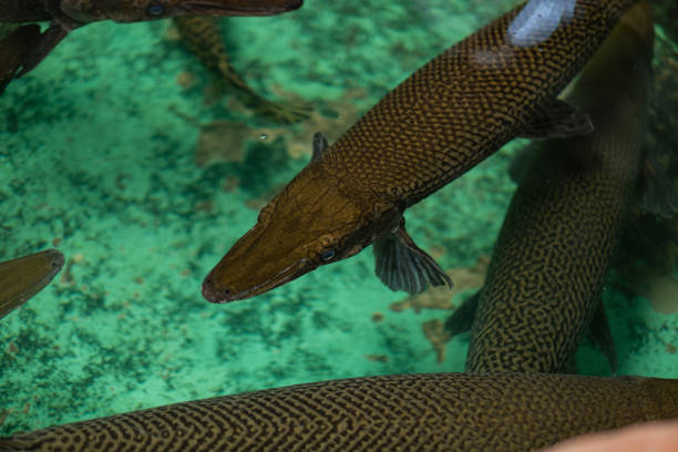 istock alligator fish, dangerous amazon fish, giant 1384079707