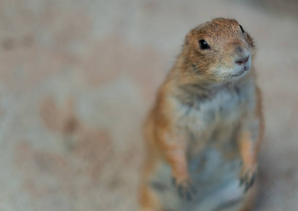 closeup prairie dog, cute animal\