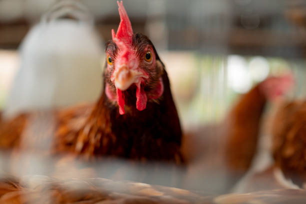 istock chicken in the coop, hen at farm 1384079780