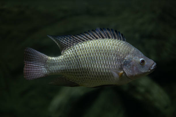 tilapia dans le réservoir avec fond flou - tilapia photos et images de collection