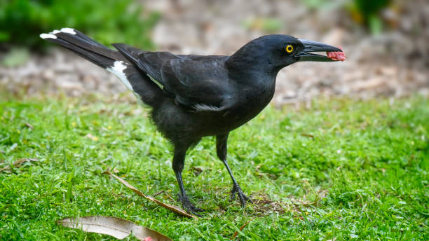 istock Pied Currawong standing on the grass 1384091216