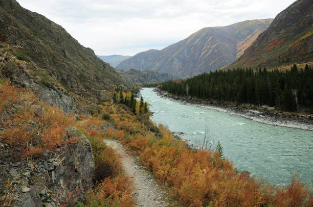 The path along the mountainside along the flowing beautiful turquoise river in the mountains. The path along the mountainside along the flowing beautiful turquoise river in the mountains. Katun river, Altai, Siberia, Russia. altai republic photos stock pictures, royalty-free photos & images