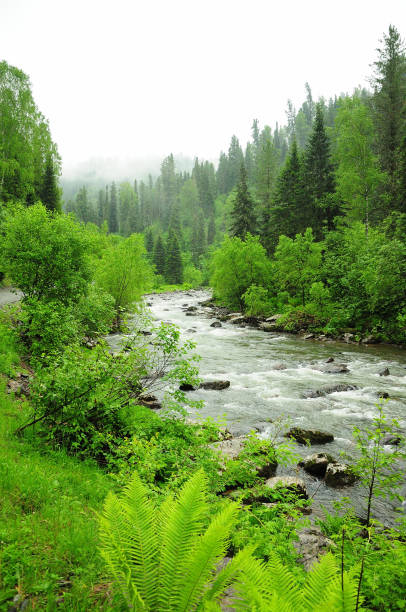 istock A small mountain river flowing through the morning coniferous forest after rain. 1384097989