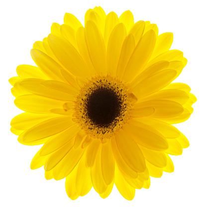 Close-up image of a Gerbera daisy