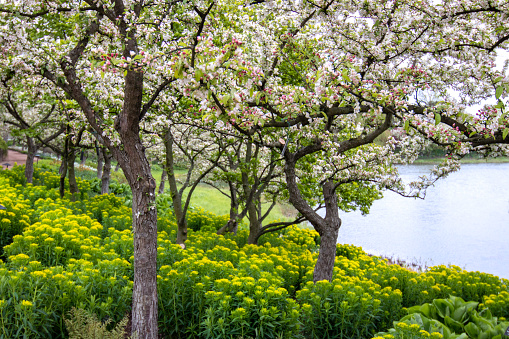 Shallow focus of a stately home, now a luxury hotel seen through nearby blooming apple tree blossom within the grounds of the hotel.