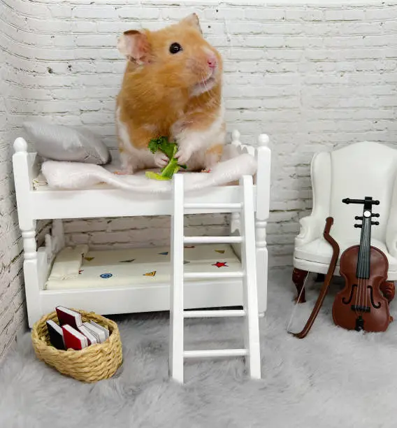 Golden hamster in a white and grey bedroom