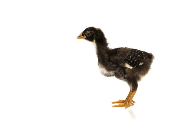 istock barred plymouth rock chicken isolated on white background. 1384112041