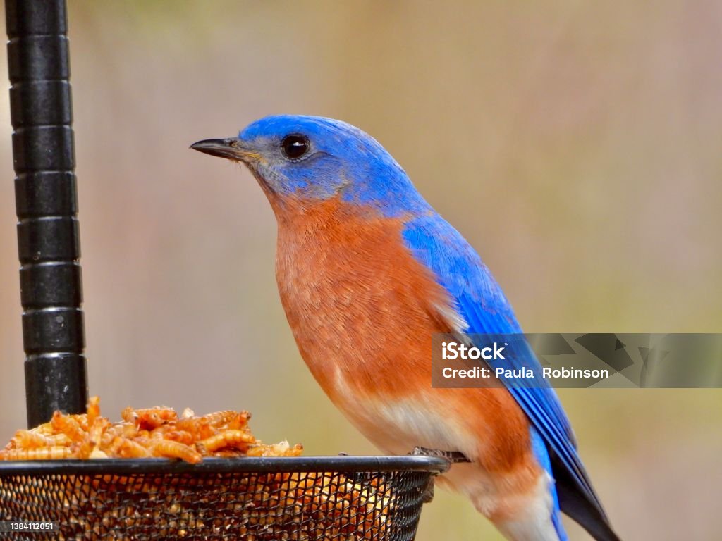 Eastern Blue Bird Bird Feeder Stock Photo