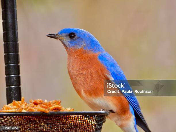 Eastern Blue Bird Stock Photo - Download Image Now - Bird Feeder, Bluebird - Bird, Bird