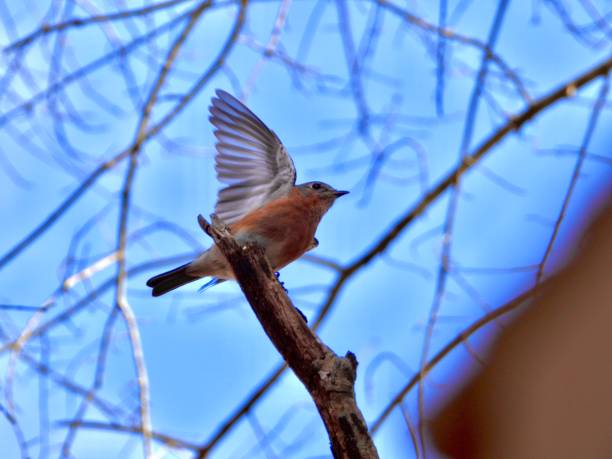 istock Eastern Blue Bird Stretching her Wings 1384112067