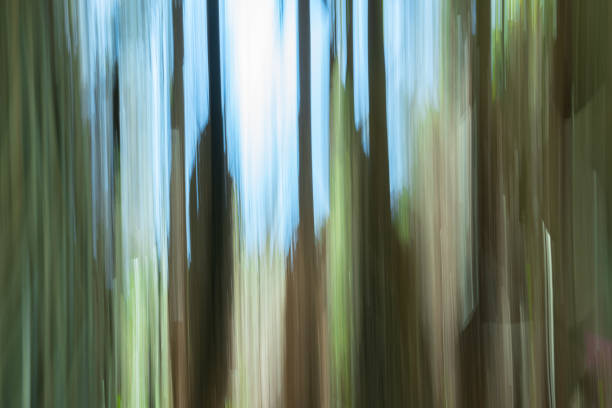 Motion bkur impressionist stand of New Zealand tcabbagerees