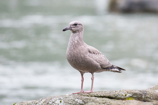 Glaucous-winged Gull perched on rock in river near Haines, Alaska in the United States of America (USA). John Morrison Photographer