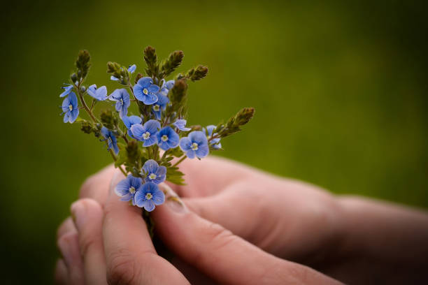 hand of an elderly person accept from the child a bouquet of wild flowers blue forget me nots in a paper package