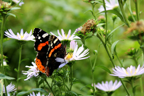 A butterfly sits on a flower and eats pollen