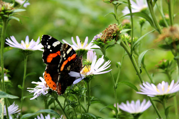 A butterfly sits on a flower and eats pollen A butterfly sits on a flower and eats pollen vanessa atalanta stock pictures, royalty-free photos & images