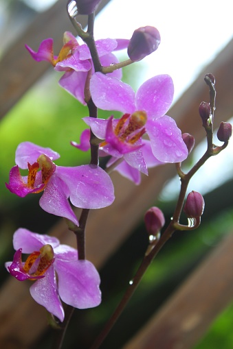 Phalaenopsis equestris is a flowering plant of the Phalaenopsis orchid genus and is native to the Philippines and Taiwan