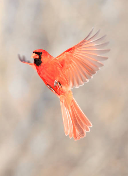Red Northern Cardinal male flying on grey background Red Northern Cardinal male flying on grey background, Quebec, Canada northern cardinal photos stock pictures, royalty-free photos & images