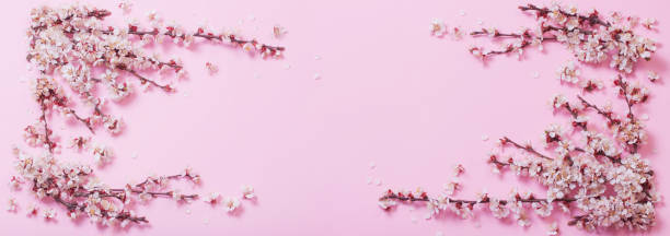 вишневые цветы на фоне розовой бумаги - cherry blossom spring day sakura стоковые фото и изображения