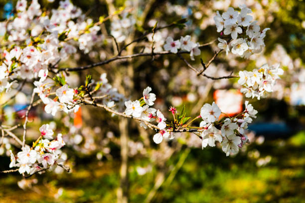 Beautiful cherry blossoms that shine in the blue sky in early spring