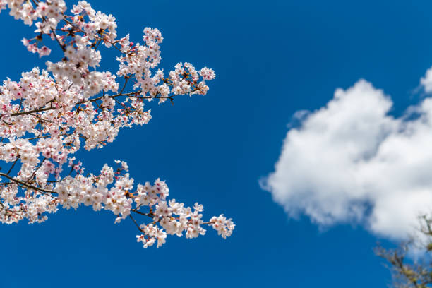 istock Cherry blossoms shining in the blue sky 1384133173