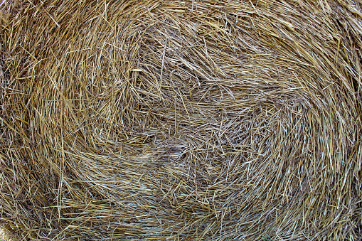 Texture of dry grass harvested for livestock.