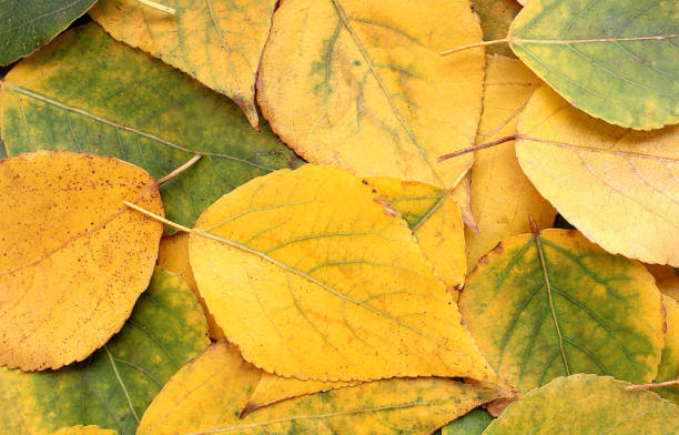 istock Yellow autumn leaves lie on a flat surface. 1384135589