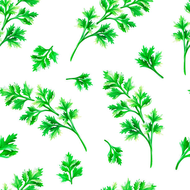 ilustrações de stock, clip art, desenhos animados e ícones de seamless pattern cilantro. watercolor illustration. isolated on a white background. for your design. - cilantro parsley spice white background