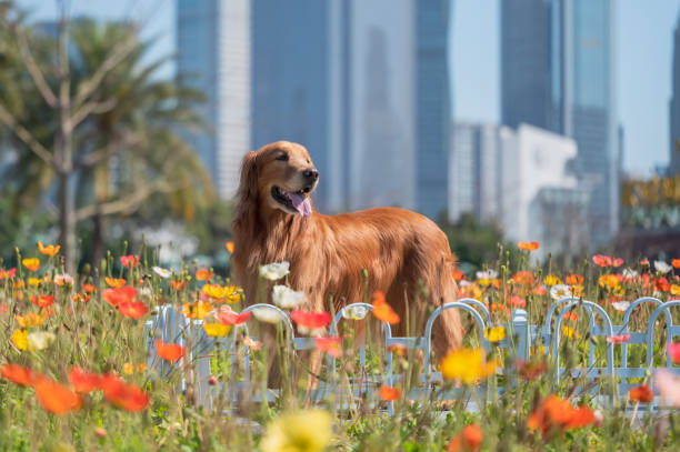 istock golden retriever standing among flowers 1384136316