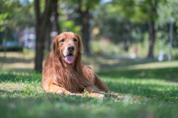 istock Golden Retriever lying on the grass in the park 1384136320
