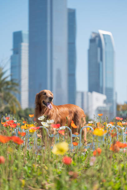 golden retriever standing among flowers