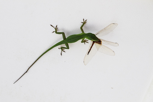 Carolina Anole Lizard with dragonfly wings hanging out of his mouth on white background.