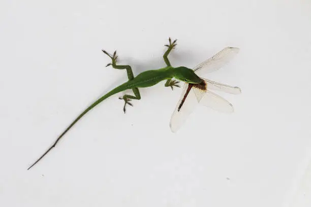 Photo of Carolina Anole Lizard with Dragonfly