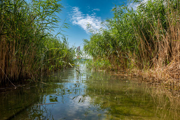 hierba de caña - carrizo común fotografías e imágenes de stock