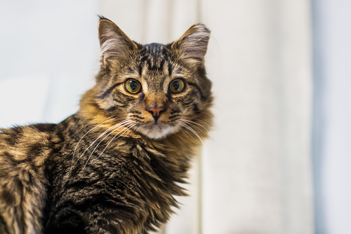 A portrait of a brown tabby cat with clipped ear looking at camera