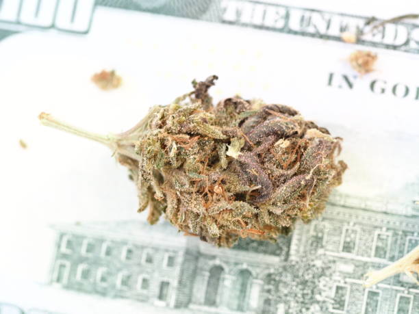 cannabis business concept money american dollars and medical marijuana stock photo