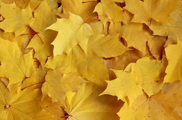 istock Background of yellow maple autumn leaves. 1384143851