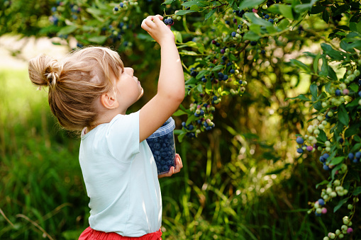 Little preschool girl picking fresh berries on blueberry field. Toddler child pick blue berry on organic orchard farm. Toddler farming. Preschooler gardening. Summer family fun. Healthy bio food
