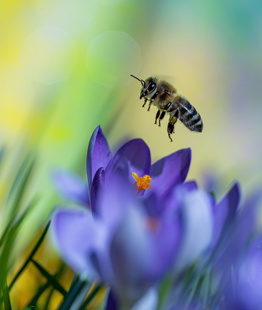 Bee on crocus,Eifel,Germany.
Please see more similar pictures of my Portfolio.
Thank you!