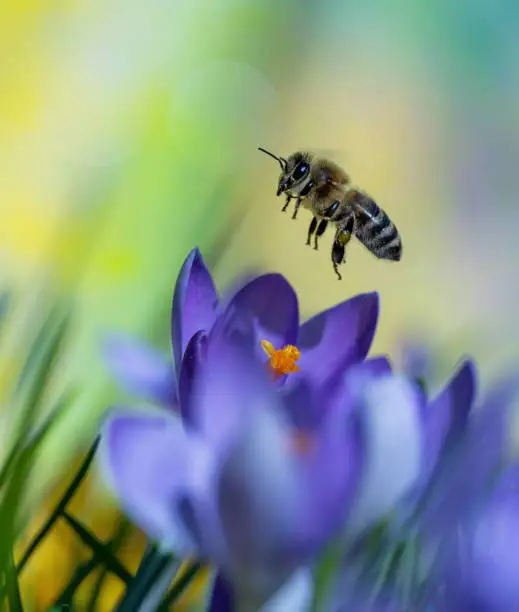 Photo of Bee on crocus