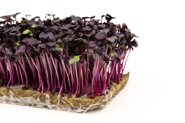 istock Fresh purple radish sprouts isolated on white. Microgreens. 1384144865