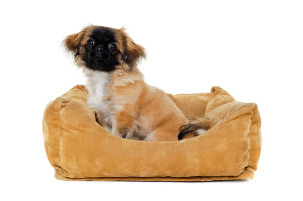 istock Puppy in dog bed 1384145286