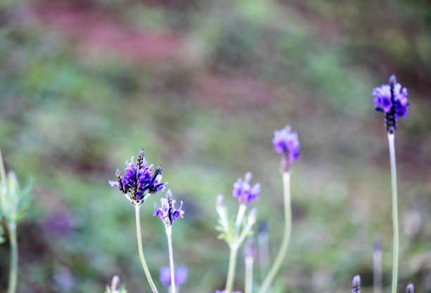 Lavender planted en mass in magnificent bloom in summer. This image id toned for a vintage modern look.