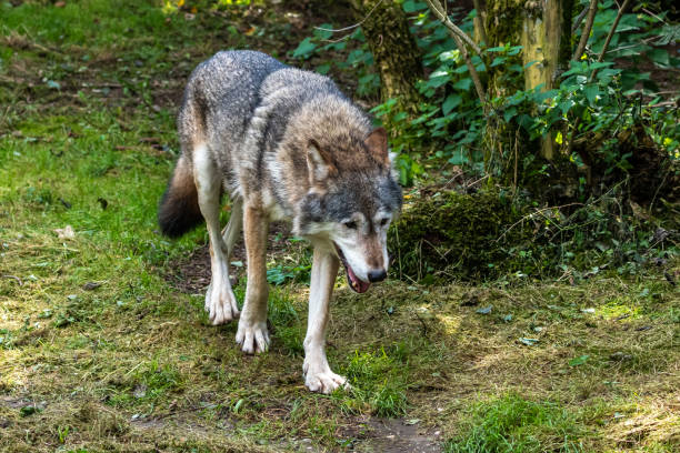 istock European Grey Wolf, Canis lupus in a german park 1384149741