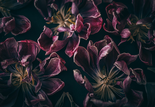 Más de 30,000 imágenes de flores oscuras | Descargar imágenes gratis en Unsplash Más de 30,000 imágenes de flores oscuras | Descargar imágenes gratis en Unsplash