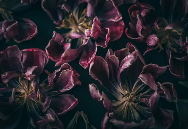 Photo of Flowers background