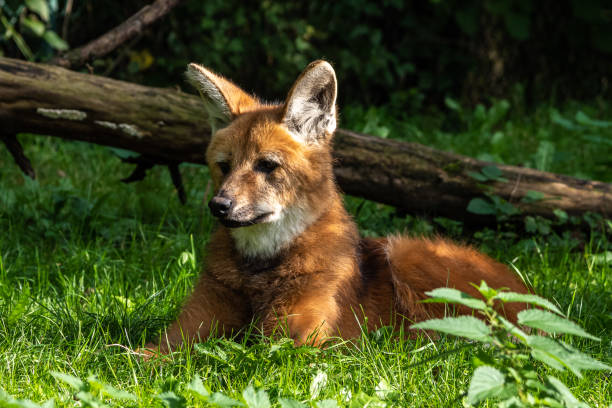 le loup manoeudé, chrysocyon brachyurus est le plus grand canid d'amérique du sud - loup à crinière photos et images de collection