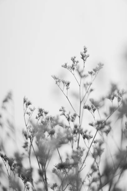 istock Branches of dried flowers and buds close-up 1384150083