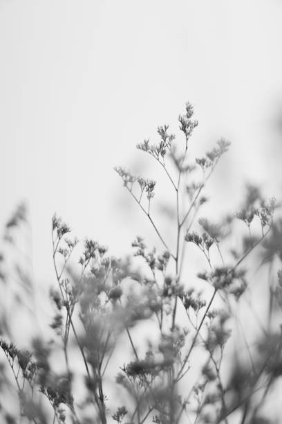 Branches of dried flowers and buds close-up Branches of dried flowers and buds close-up autumn copy space rural scene curing stock pictures, royalty-free photos & images