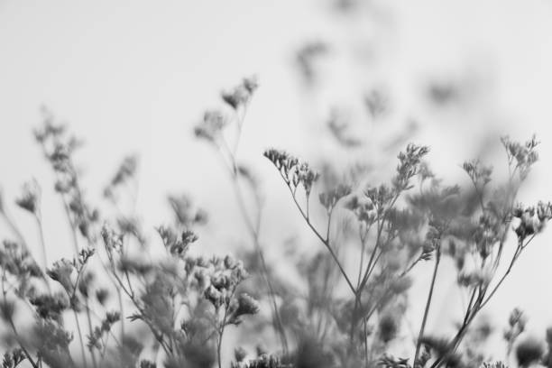 istock Branches of dried flowers and buds close-up 1384150084